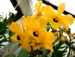 orchideje 2285.jpg