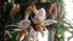 Stanhopea embreei 2.jpg