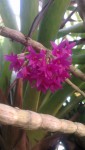 Dendrobium myiakei.jpg