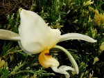 Stanhopea embreei.jpg