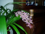 cymbidium růžová forma 3.JPG