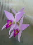 Laelia anceps 1.jpg