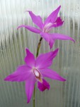 Laelia gouldiana.jpg