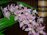 cymbidium růžová forma 4.JPG