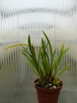 Dendrochilum wenzelii 'yellow'.jpg