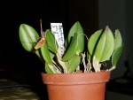 restrepia elegans 37.JPG