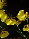 Oncidium h. 1.jpg