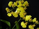 Oncidium h.4.jpg