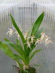 Odontoglossum crocidipterum2.jpg