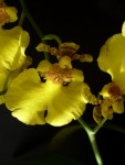 Oncidium h .2.jpg