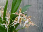 Odontoglossum crocidipterum3.jpg