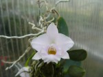 Laelia alaorii4.jpg