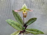 Paph. venustum3.jpg