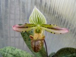 Paph. venustum2.jpg