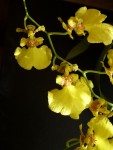 Oncidium h .3.jpg