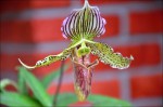 Paphiopedilum 2.jpg