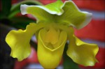 Žlté paphiopedilum.jpg