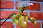 Paphiopedilum1.jpg