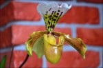 Paphiopedilum2.jpg