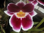 miltonia x.jpg
