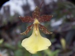 Oncidium graminifolium.jpg