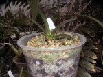 Paph. druryi.jpg