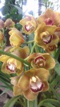 cimbidium hybr. 2.jpg