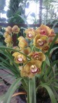 cimbidium hybr..jpg