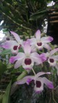 Dendrobium nobile 2.jpg