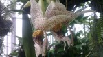 Stanhopea napoense detail.jpg