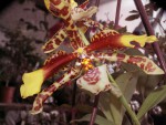 Rossioglossum grande.jpg