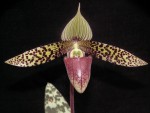 Paph. sukhakuli.jpg