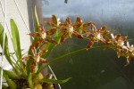 Odontoglossum cristatelum (5).jpg