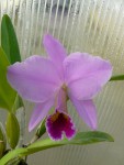 Cattleya percivaliana1.jpg