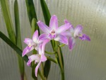 Laelia rupestris.jpg