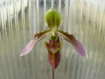 Paph. hainanense.jpg