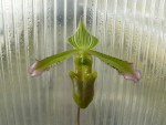 Paph. virens.jpg