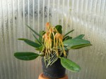 Bulbophyllum taiwanense2.jpg