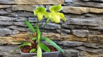 paph.jpg