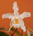 4580_Coelogyne cristata.jpg