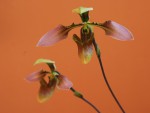 4505_Paphiopedilum appletonianum.jpg