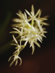 4542_Dendrochilum warrenii.jpg