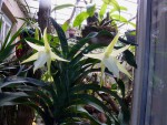 Angraecum sesquipedale.jpg