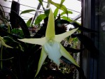 Angraecum. s.jpg