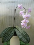 Phalaenopsis schilleriana1.jpg