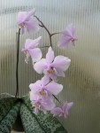 Phalaenopsis schilleriana2.jpg