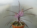 Ascocentrum christensonianum3.jpg