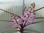 Ascocentrum christensonianum4.jpg