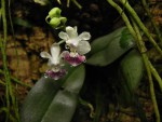 Phalenopsis parishii – kopie.JPG