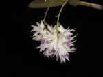 Dendrobium ametystoglossum.jpg